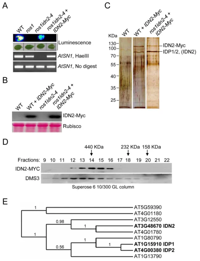 Figure 1. Characterization of the IDN2 complex. (A) The IDN2-6xMyc transgene restored the silencing of RD29A-LUC transgene in ros1idn2-4 as well as the DNA methylation of AtSN1