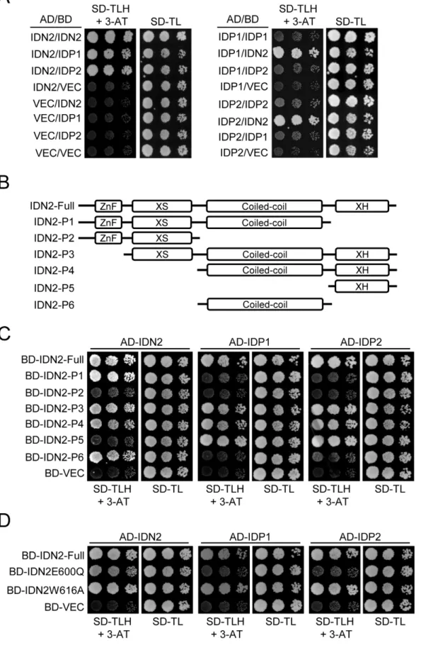 Figure 2. Identification of the IDN2 domains required for interaction with IDN2, IDP1, and IDP2 by yeast two-hybrid analysis