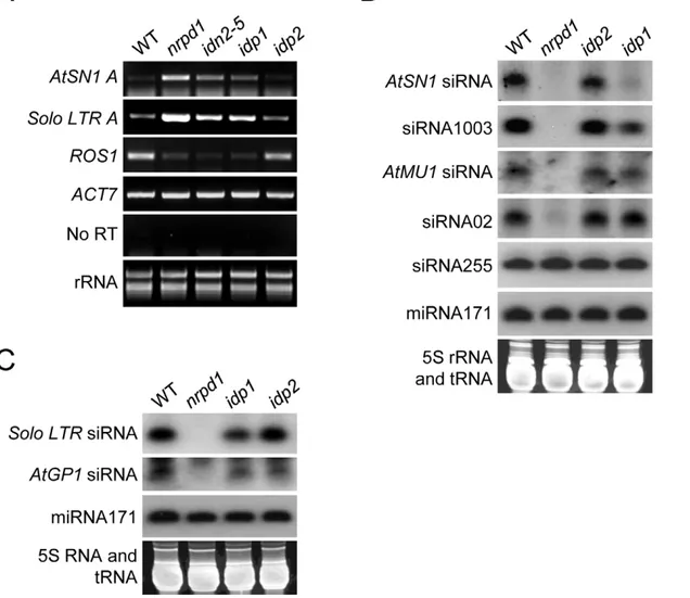 Figure 5. Effect of idp1 and idp2 on transcriptional gene silencing and small RNA accumulation at endogenous RdDM target loci