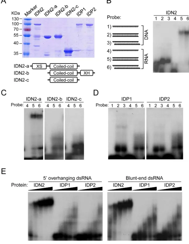 Figure 6. IDN2, but not IDP1 or IDP2, binds double-stranded RNA. (A) The bacterially expressed, full-length and truncated IDN2 proteins and full-length IDP1 and IDP2 proteins were purified and subjected to SDS-PAGE