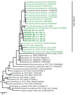 Figure 4. Maximum likelihood tree of Cyanothece-like diazotrophs based on partial nifH nu- nu-cleotide sequences