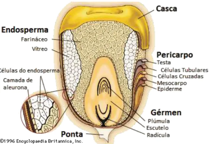 Figura 2.2 - Composição do grão do milho (Adaptado de Encyclopædia Britannica, Inc.1996 [6])  Existem cerca de 50 espécies com diferentes fenótipos quanto à cor, textura, tamanho e forma  dos  grãos,  ricos  em  vitaminas  A,  C  e  E,  em  hidratos  de  c