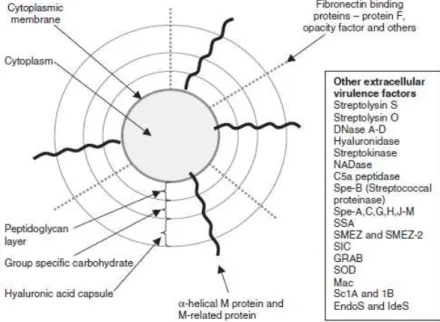 Figure 1.2. The basic outer cell antigenic structure of S. pyogenes (adapted from Steer et al.,  2007)