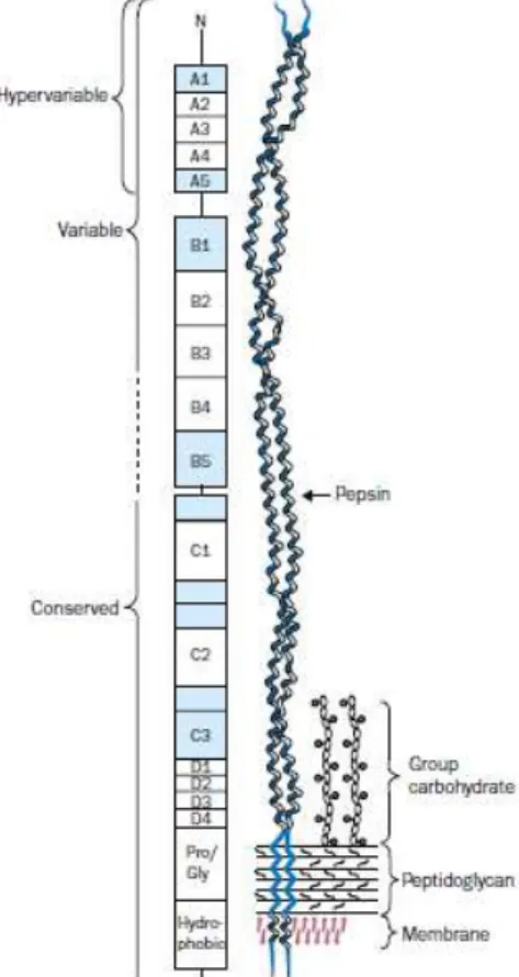 Figure 1.3. Diagrammatic representation of the M protein molecule on the cell surface of Group  A streptococci (Adapted from Bisno et al., 2003)