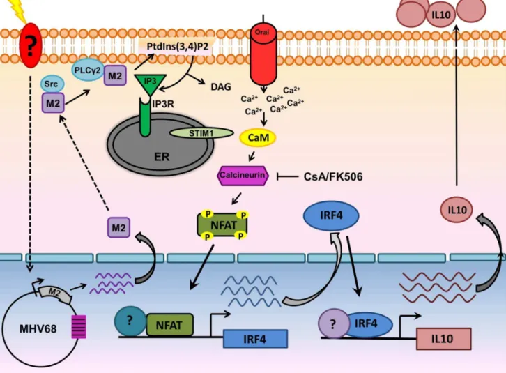 Figure 10. Model of M2 mediated IL-10. Upon BCR engagement, multiple protein kinases including Src family kinases (Lyn,Fyn,Src,Blk,Yes), Syk, Btk get activated leading to the activation of PLCc2.Activated PLCc2 catalyzes the hydrolysis of phosphatidylinosi