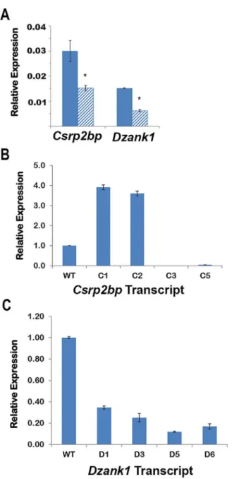 Fig 2. qPCR of Csrp2bp and Dzank1 transcripts. (A) Expression levels of Csrp2bp and Dzank1 wildtype transcripts