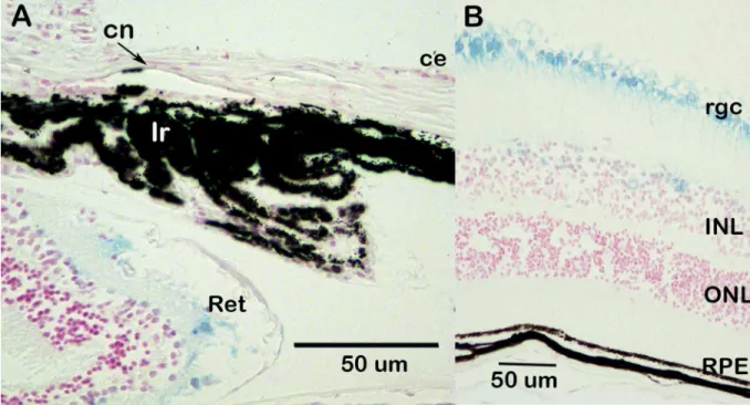 Fig 4. Expression of Dzank1 in the eye. Blue staining represents Dzank1 expression. Background is B6