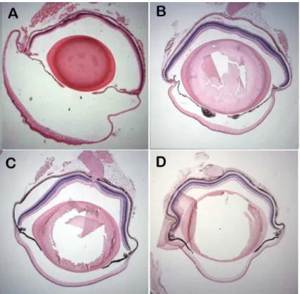 Fig 5. Lack of anterior chamber enlargement in Csrp2bp Ex /+ and Csrp2bp Ex /Dzank1 tm1a double heterozygous mice