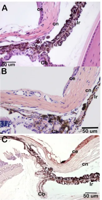 Fig 6. Lack of corneal endothelial cell metaplasia in Csrp2bp haploinsufficient mice. (A)