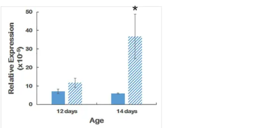 Fig 8. qPCR of Ovol2. Expression levels of Ovol2 in wildtype and PPCD1 eyes at 12 and 14 days of age.