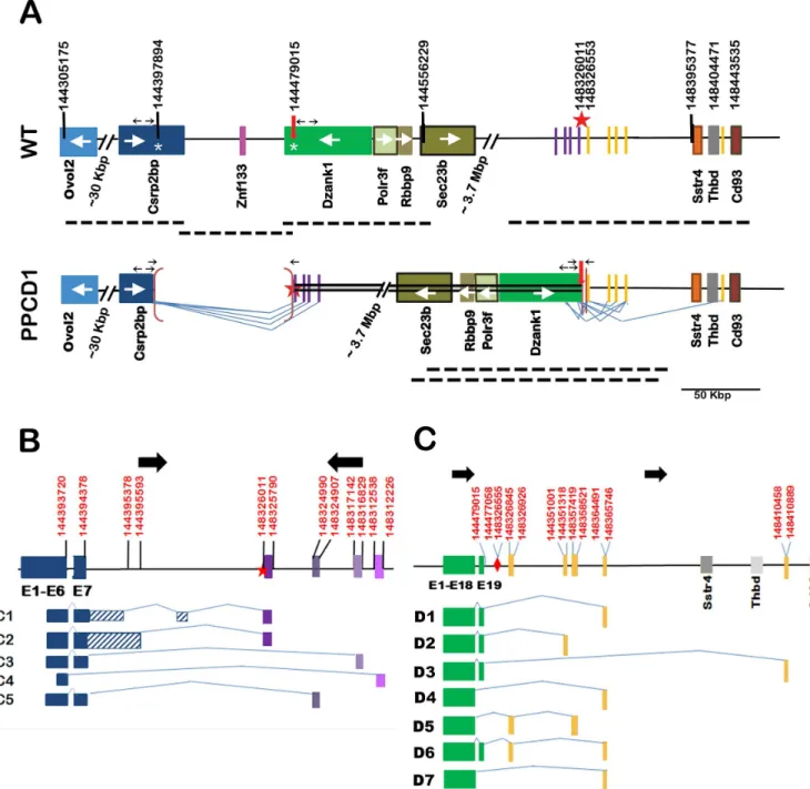 Fig 1. Structure of the Ppcd1 gene rearrangement and alternative transcripts. (A) Structure of the Ppcd1 mutant gene