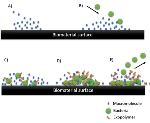Figure 1.1 –  Sequential phases of the formation of biofilms on a biomaterial surface 