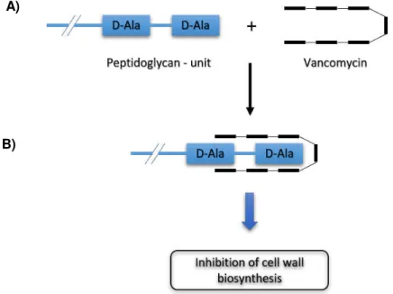 Figure 1.6  –  Mechanism of action of vancomycin. 