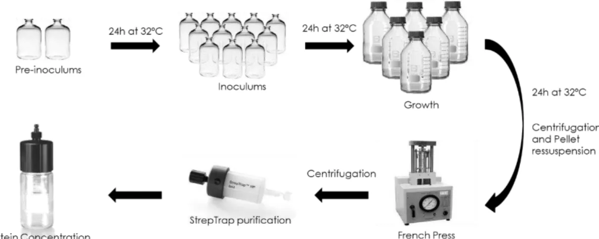 Figure 2.1 – Scheme for the expression and purification steps of StrepDVU2108 