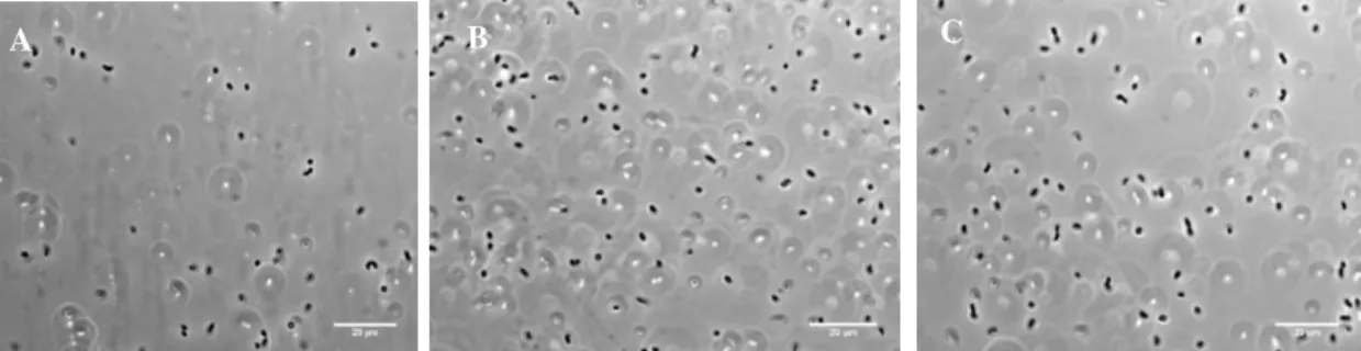 Figure 3.1 – Optic microscopic images of samples from the pre-inoculum (A), inoculum (B) and end of 12L  growth (C) with 100x objective
