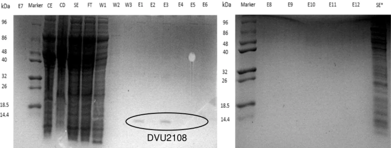 Figure 3.2 – 12.5% SDS-PAGE after coomassie staining. Gel was run during 1h at 150V. (Marker – protein  marker;  CE  –   cellular  extract;  CD  –   cellular  debris;  SE  –   Soluble  extract;  FT  –   Flow  through;  W1-3  – Washes;  E1-12 –  elution  sa