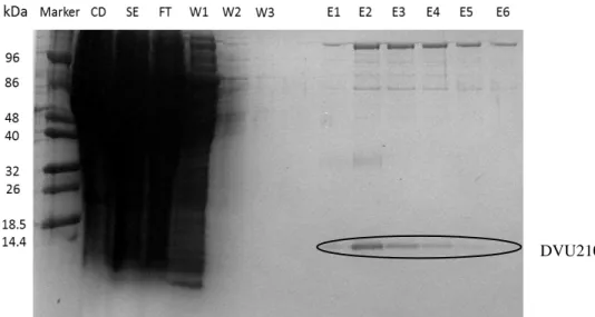 Figure 3.5 – Optic microscopic images of samples from the pre-inoculum (A), inoculum (B) and end of the  12 L growth (C) with 100x objective.