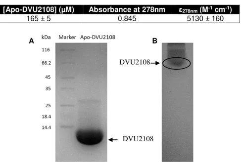 Table 3.3 – Apo-DVU2108 concentration and extinction coefficient. Absorbance and concentration value  corresponds to a 1:20 dilution of protein sample