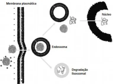 Fig.  1  Internalização  de  partículas  durante  o  processo  de  transfecção  por  interações  eletroestáticas com a membrana plasmática