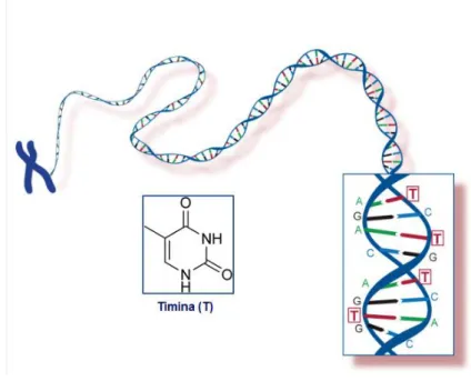 Figura 1.13 – Representação da molécula de DNA, em que se observa o emparelhamento entre  nucleosídeos