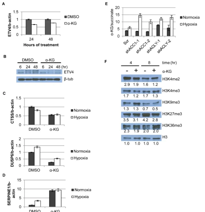 Fig 6. α-KG regulates ETV4 mRNA levels and activity through epigenetic changes. (A) qPCR showing ETV4 mRNA levels after α-KG supplementation (1mM) over time (n = 6)