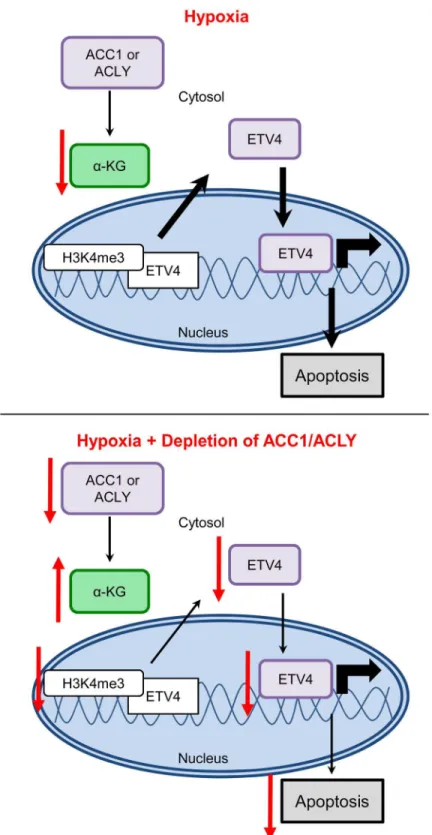 Fig 8. Model for how loss of ACLY, ACC1, or ETV4 protects cells from hypoxia-induced apoptosis.