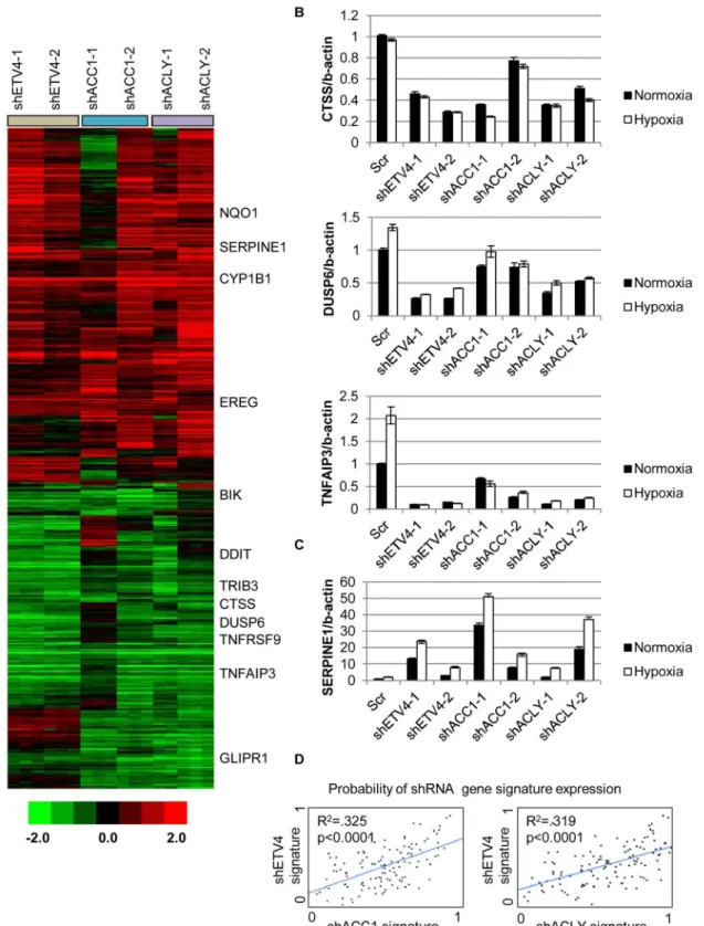 Fig 4. Silencing ETV4 triggers similar gene expression changes as loss of ACC1 or ACLY