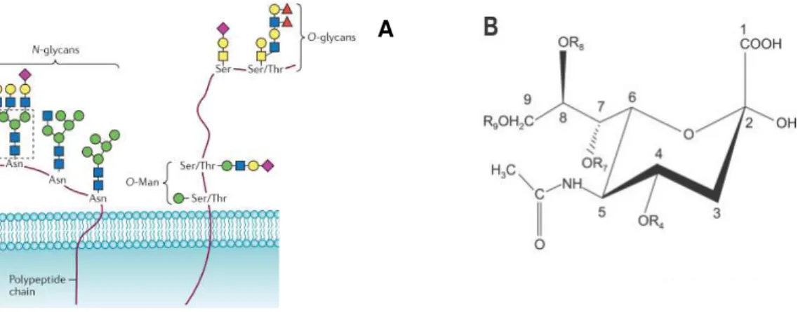 Figure  1.3  Sialic  acids  structure  and  position  in  the  terminal  branches  of  N-glycans,  O-glycans  and  glycosphingolipids at cell surface