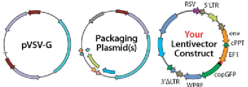 Figure 2.1 Three plasmid packing system. Adapted from System Bio,  53