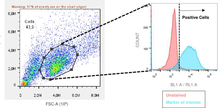 Figure 2.2 Gating strategy for flow cytometry acquisitions. The scheme characterizes the gating steps upon  flow cytometry data acquisition