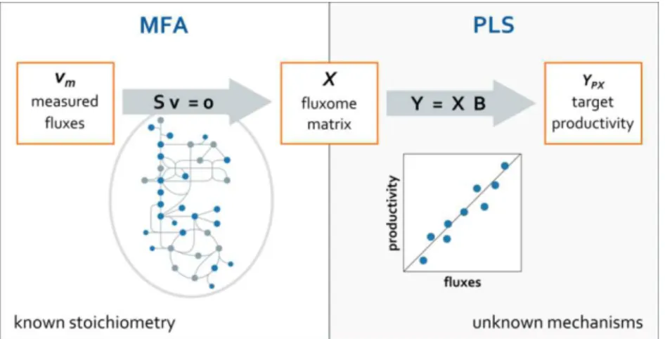 Figure 3.1  –  Hybrid metabolic flux analysis framework. Hybrid metabolic flux analysis combines a classic  MFA step, where global fluxes are derived from a subset of measured fluxes, with a step of statistical 