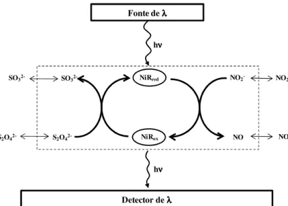 Fig. I.7: Representação esquemática do biossensor de nitrito com transdução óptica. 