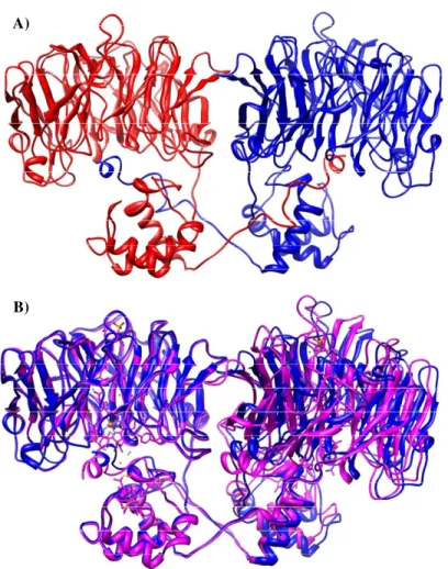 Fig.  I.25:  Estruturas  tridimensionais  da  cd 1 NiR.  A)  Estrutura  simulada  para  a  proteína  de  M
