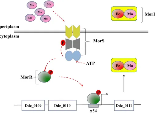 Figure I. 5.Model for transcriptional activation of morP gene under control of a  54  two component system