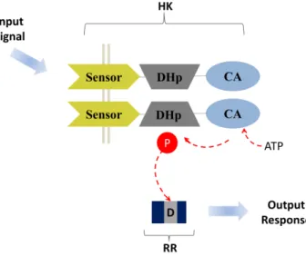 Figure  I.  6.Prototypic  form  of  two  component  system.  The  histidine  kinase  (HK)  senses  the  environmental  stimuli  (input  signal),  autophosphorylates,  then  transfer  the  phosphoryl  group  to  the  cognate  response  regulator (RR)