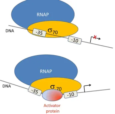 Figure I. 11.Mechanism of RNAP complex stability mediated by an activator protein.Adapted from David J