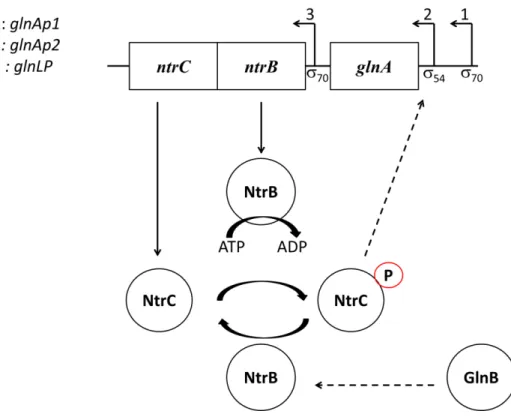 Figure I.14. ntrC/ntrB TCS regulating glnA transcription for nitrogen fixation in bacteria