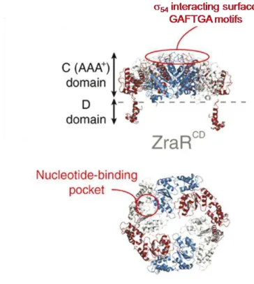 Figure I.17. The crystal strucuture of  ZraR. The central (C) and DNA binding domain (D) are highlighted