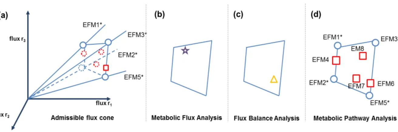 Figure 1.1  –  Geometric interpretation of a metabolic network analysis. (a) All possible flux  distributions  of  a  metabolic  network  lie  within  the  admissible  flux  cone