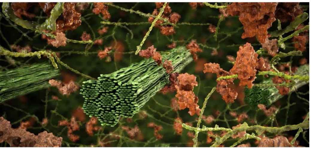 Figure 1.3 Graphical representation of lignocellulosic biomass based on supercomputer models