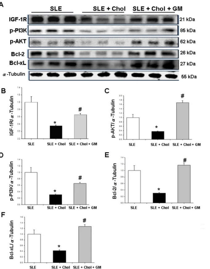 Fig 4. Expression of cardiac survival signal in left ventricular tissues of NZB/W F1 mice fed with different dietary supplements