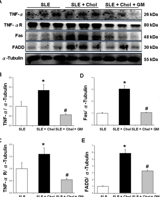 Fig 2. Variation of Fas-related components in the left ventricular tissues of NZB/W F1 mice fed with different dietary supplements