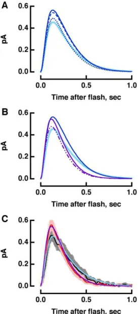 Figure 5. Modeling the accelerated single photon response in R+/2 rods. A. Simulations of the WT single photon response (continuous, light blue) with a 20% lower ROS volume (dashed, royal blue), a 90% longer incisure (dotted, royal blue) or both (continuou