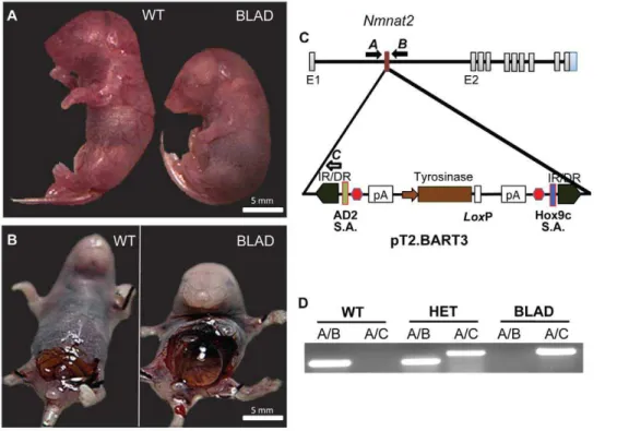 Figure 1. Identification of Nmnat2 mutants and transposon localization. Images of E18.5 embryos (A, B)