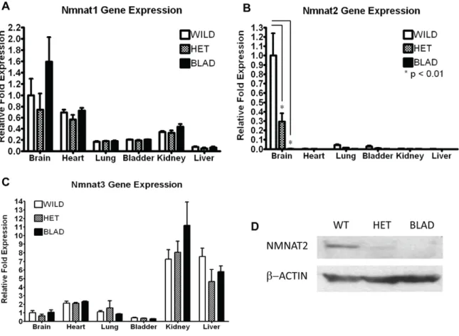 Figure 2. Nmnat1 , 2 , and 3 RNA expression and Nmnat2 protein quantification. Quantitative RT-PCR for Nmnat1 (A), Nmnat2 (B), and Nmnat3 (C) using total RNA isolated from the brain, heart, lung, bladder, kidney, and liver of E18.5 embryos