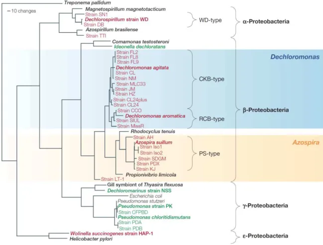Figure  1.  Phylogenetic  distribution  of  perchlorate-  and  chlorate-reducing  microorganisms  (Figure  reproduced  from  reference [21])
