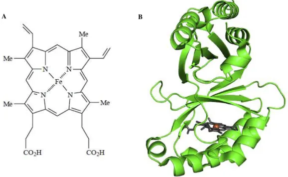 Figure 3.  Overview of Cld’s heme  b containing monomer structure. (A) heme b structure  [28] ; (B) The monomer is shown  in green cartoon, the porphyrin in grey and the iron atom in brown (Figure 4B reproduced from reference [1]).
