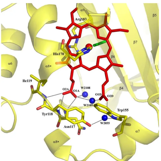 Figure 4. Metal binding site and possible hydrogen bonds for heme coordination reported for Cld from Azospira oryzae  strain  GR-1
