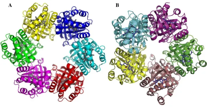 Figure  5.  Crystal  Structure  of  Chlorite  Dismutase  from  (A)  Azospira  Oryzae  strain  GR-1  (Figure  reproduced  from  reference [25])and (B) Candidatus Nitrospira defluvii (Figure reproduced from reference [26]).
