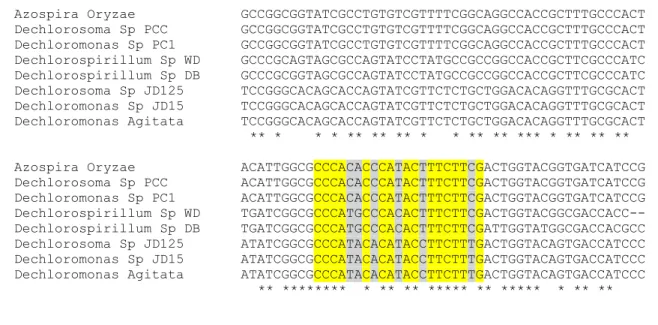 Figure 9. Multiple DNA  sequence alignment of the annotated partial sequences of  Azospira oryzae  GR1, Azospira sp